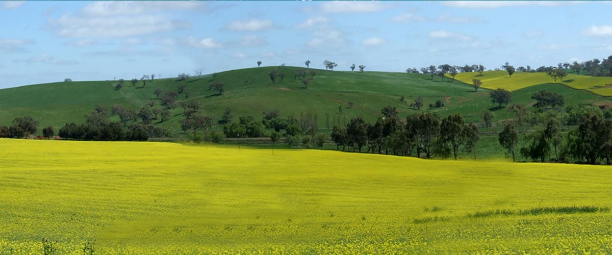 Cootamundra Project